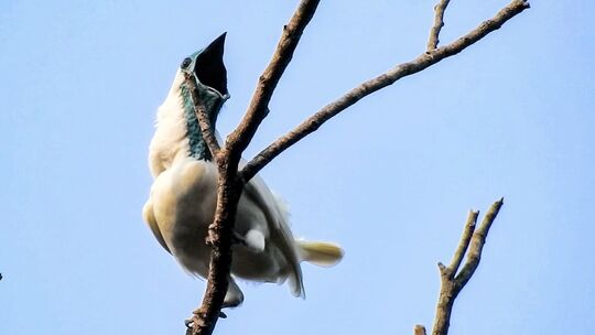 Nacktkehl-Glockenvogel Nacktkehl-Glockenvogel