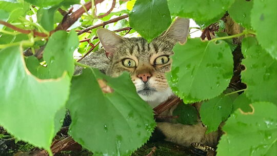 Katzen und Kater, die Freigänger sind, müsen in der VG Nahe-Glan kastriert sein. Damit soll das unkontrollierte Vermehren der Ti