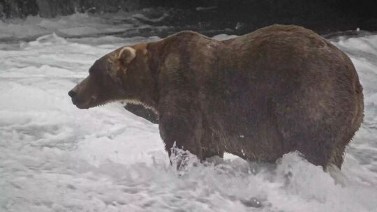 «Fat Bear»-Wahl in Alaska «Fat Bear»-Wahl in Alaska