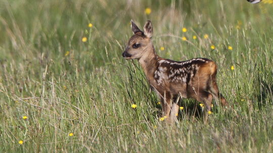 Bei Gefahr drückt sich das Rehkitz tief ins Gras und ist dann nahezu unsichtbar – auch für Landwirte. Bei Gefahr drückt sich das Rehkitz tief ins Gras und ist dann nahezu unsichtbar – auch für Landwirte.
