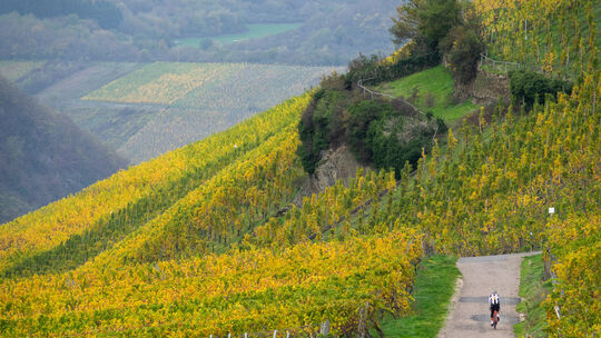 Über die Moselhöhen soll der „Panorama-Höhenradweg Mosel“ einmal führen - schöne Ausblicke auf die Weinlagen inklusive. 2030 sol Über die Moselhöhen soll der „Panorama-Höhenradweg Mosel“ einmal führen - schöne Ausblicke auf die Weinlagen inklusive. 2030 sol
