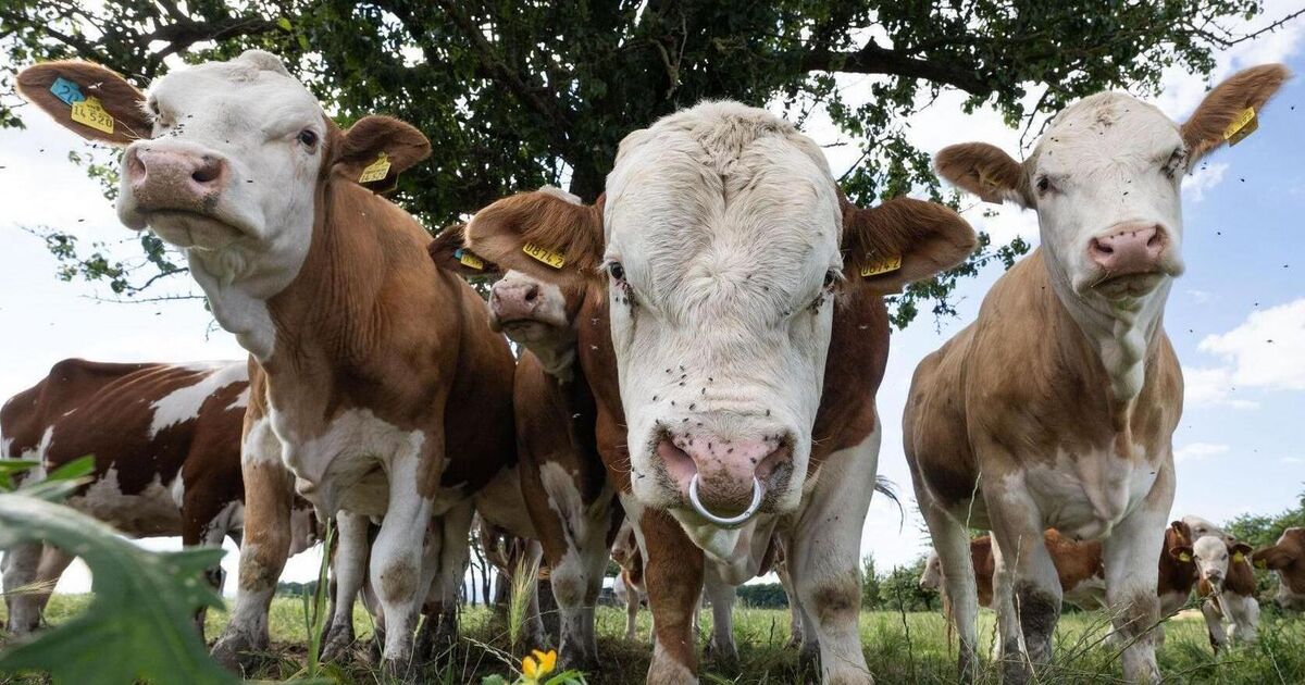 New virus, less milk: Shamonda detected in five livestock farms in the ...