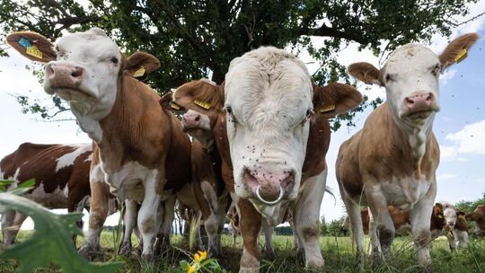 Krankheit mit mildem Verlauf: Fünf Milchviehbetriebe im Rhein-Hunsrück-Kreis waren bislang vom Shamonda-Virus betroffen. Inzwisc