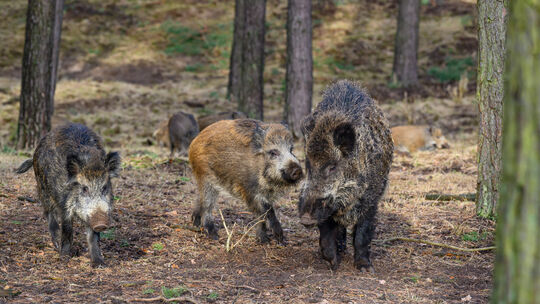 Eine Wildschweinrotte im Wald: Gefährliches Queren der Fahrbahn führte jetzt zu zwei Unfällen auf der L236.