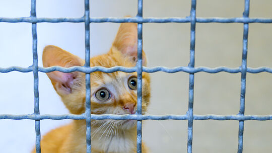Seit einigen Monaten landen besonders viele Katzen im Bad Kreuznacher Tierheim. Die Tierschützer fordern von der Stadt endlich e