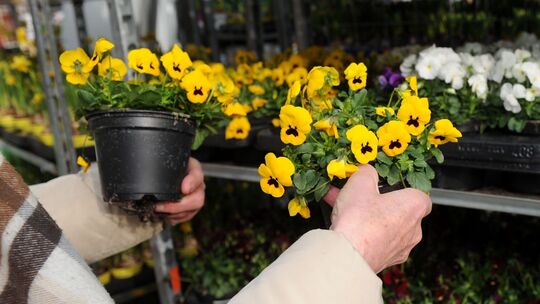 Blumen zum Pflanzen Blumen zum Pflanzen