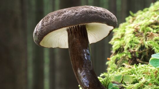 Der Schwarzkopf-Milchling ist "Pilz des Jahres" Der Schwarzkopf-Milchling ist "Pilz des Jahres"