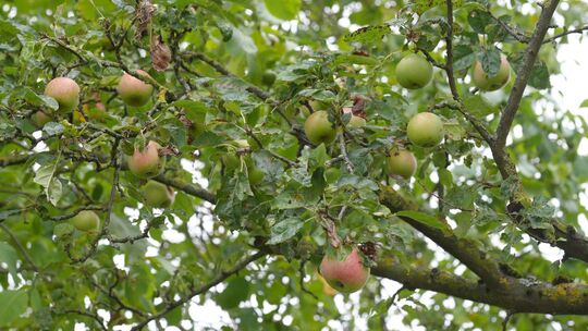 Wetter in Rheinland-Pfalz Wetter in Rheinland-Pfalz