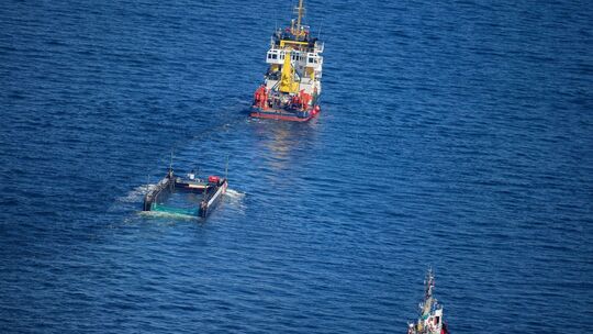 Weitere Entwicklung zum Buckelwal in der Ostsee Weitere Entwicklung zum Buckelwal in der Ostsee