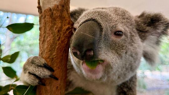 Koala-Schutzzentrum in Brisbane Koala-Schutzzentrum in Brisbane