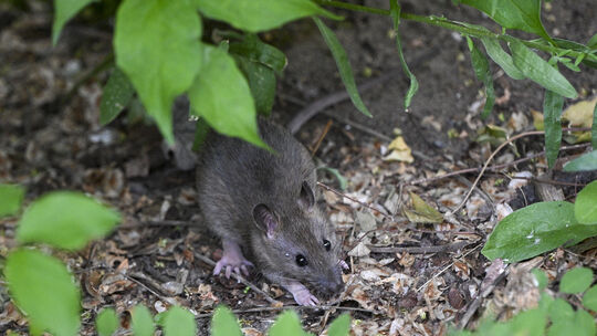 Eine Ratte in einem Vorgarten: Diese ungebetenen Gäste will niemand. Um sie zu bekämpfen, müssen sich professionelle Schädlingsb