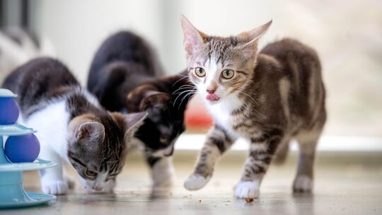 Über eine Katzenschutzverordnung ist auf Antrag der FWG im Verbandsgemeinderat Vordereifel diskutiert worden.