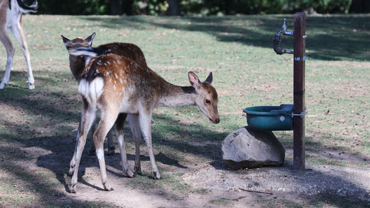 Auch in Klotten wurden in diesem Sommer Rekordtemperaturen geknackt – sehr zum Leid der Tiere im Wild- und Freizeitpark.
