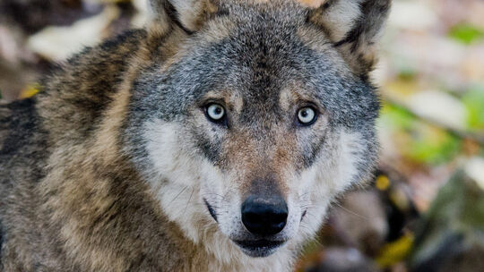 Im Westerwald kommt es immer wieder zu Rissereignissen - selbst auf eingezäunten Arealen. Der Westerwaldkreis hat deshalb die Be
