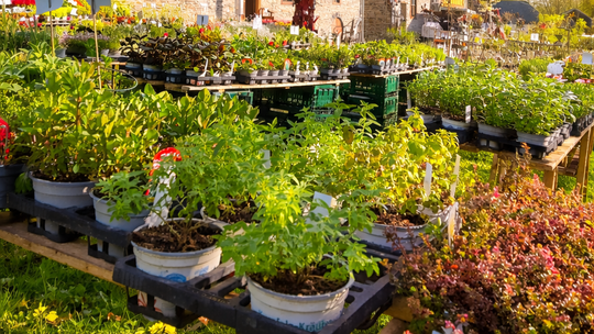 # Bildbeschreibung

Das Rheinland-Pfälzische Freilichtmuseum Bad Sobernheim präsentiert seinen Garten- und Pflanzenmarkt vor his