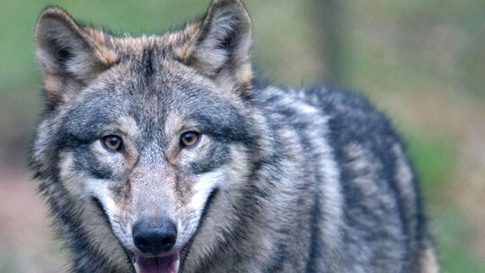 Im Westerwald ist derzeit von vier Wolfsrudeln auszugehen. Da es immer wieder zu Nutztierrissen kommt, hat der Westerwaldkreis d