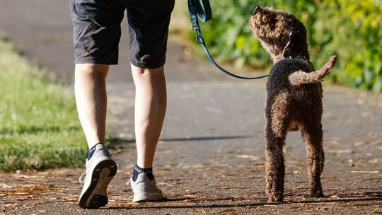 Hund beim Spaziergang Hund beim Spaziergang