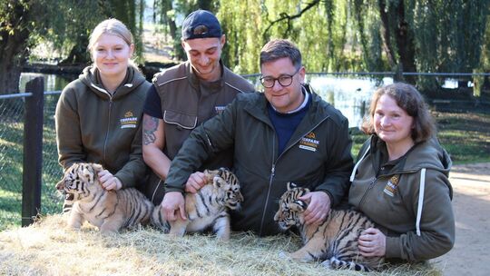 Tigerdrillinge im Tierpark Ströhen