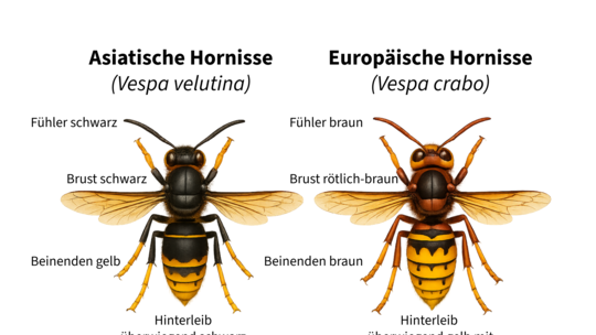 Unterschied der Asiatischen und der heimischen Hornisse. Die Heimische Hornisse ist in das hiesige Ökosystem integriert und ents