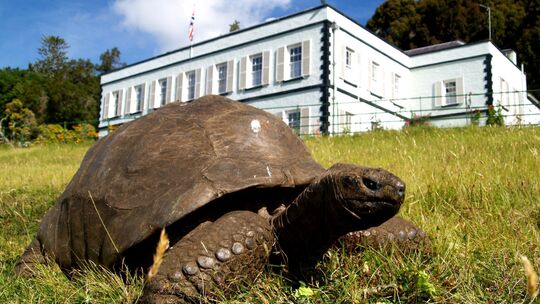 Riesenschildkröte Jonathan