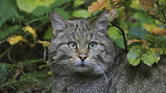 In der Nähe des geplanten Baugebietes „Auf der Sieghöhe“ ist unter andere die Europäische Wildkatze beheimatet. Das konnte – sch