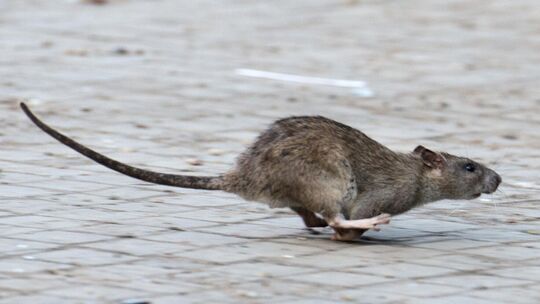 Hilfe, eine Ratte! Eklig! So reagieren wohl die meisten Menschen, wenn sie einen der zumeist unbeliebten Nager erblicken – erst