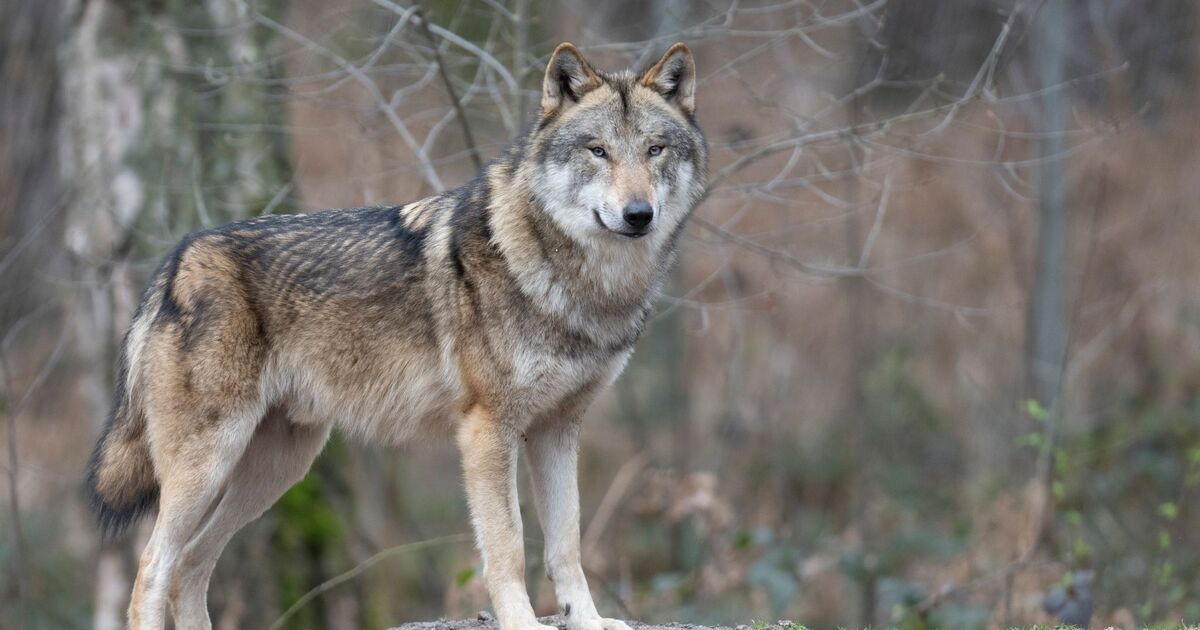 Oberverwaltungsgericht urteilt: Auffälliger Wolf im Westerwald darf ...