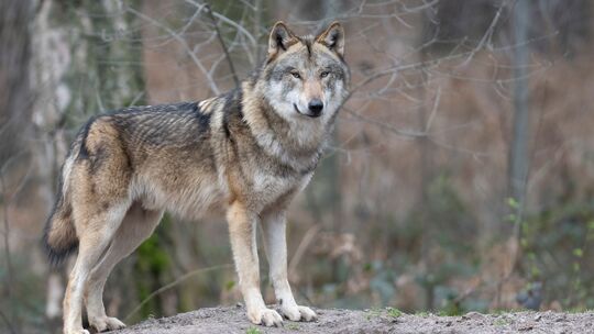 Darf ein einzelner Wolf im Westerwald geschossen werden? Mit dieser Frage beschäftigen sich Juristen in Koblenz.