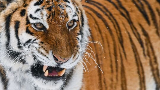 Amur-Tiger Amur-Tiger