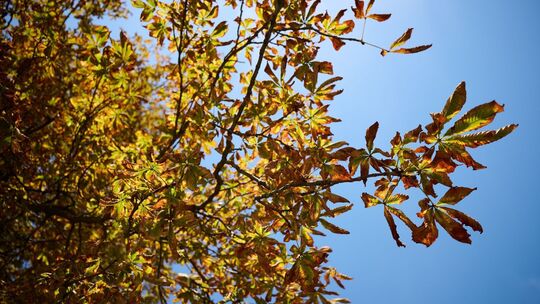 Herbst Herbst