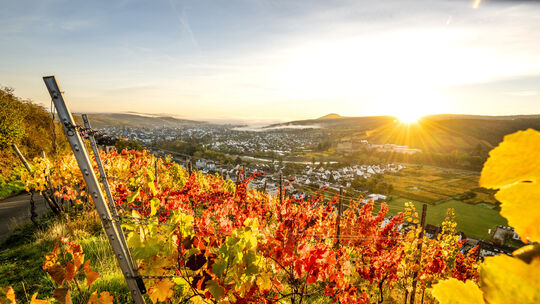 Der Herbst lässt die Weinhänge im Ahrtal jedes Jahr aufs Neue in zahlreichen Farbnuancen von strahlendem Gelb bis hin zu tiefrot