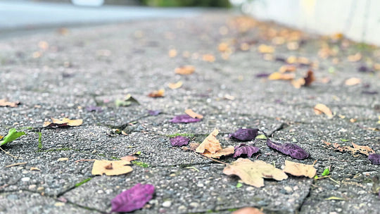 Herbst ist die Zeit der Blätter, doch wer muss kehren?