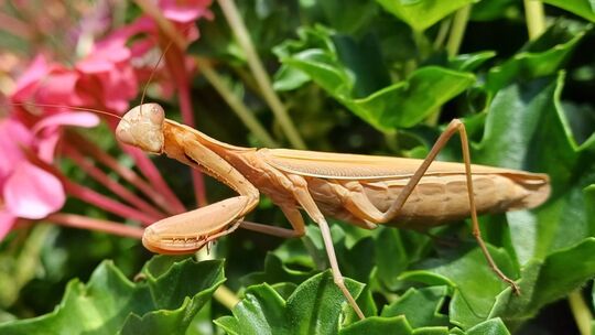 Seltener Besuch im Garten von Ludwig und Anette Merz: eine Gottesanbeterin.