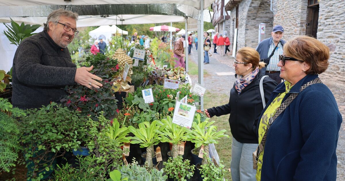 Bad Sobernheimer Pflanzenmarkt: Feigen und Oliven von Nahe und Glan – das ...