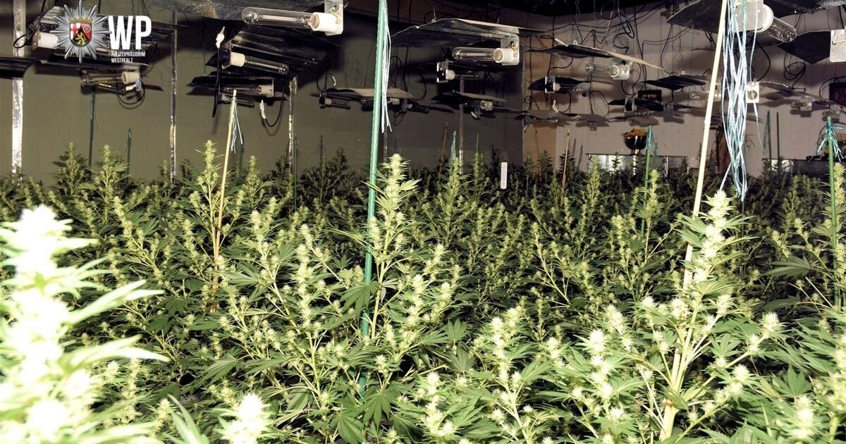 Drogenanbau entdeckt: Cannabisplantage durch Stromausfall aufgeflogen