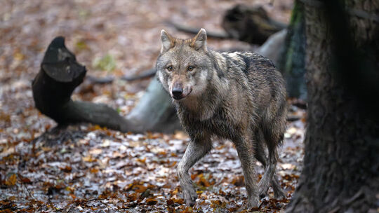 Verdacht auf einen Wolfsriss besteht, nachdem in Seelbach tote Schafe entdeckt wurden.