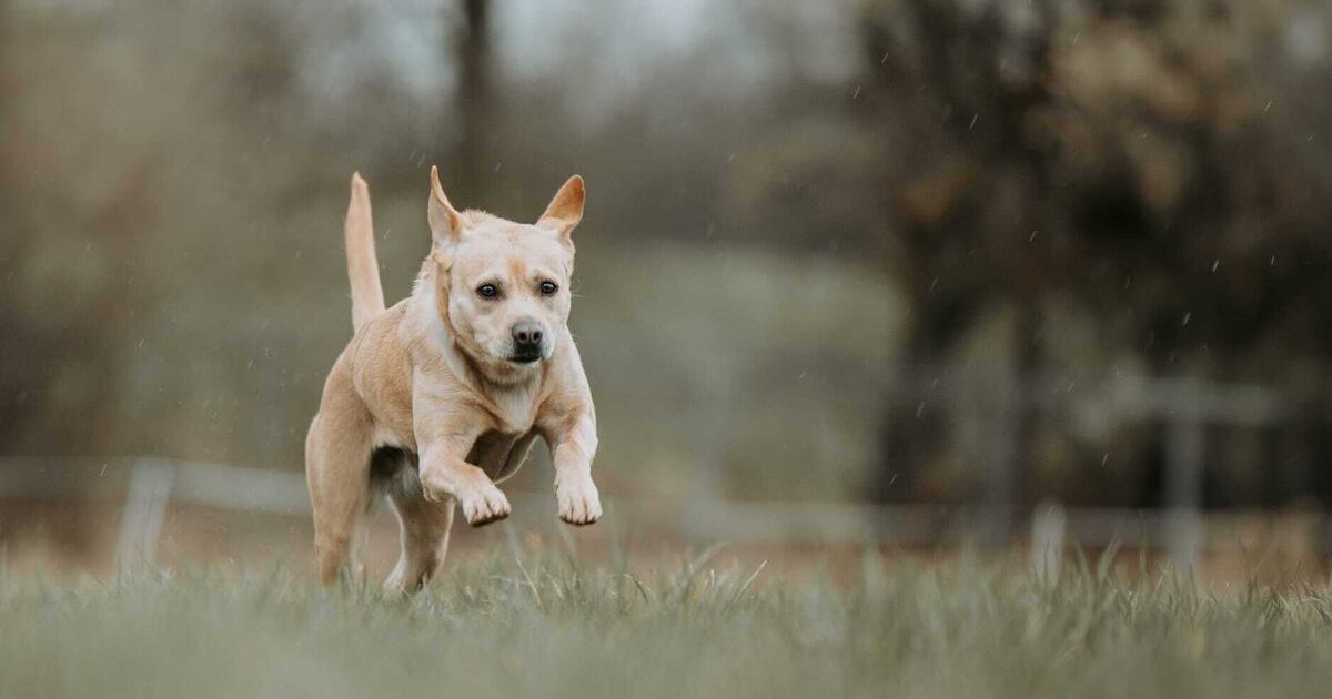 Dog from Ransbach-Baumbach: Animal shelter also hopes for a happy ending ...