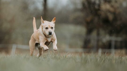 Elli ist Langzeitinsassin im Tierheim Ransbach-Baumbach. Fremden gegenüber ist sie skeptisch. Das schreckt Interessenten aber. „ Elli ist Langzeitinsassin im Tierheim Ransbach-Baumbach. Fremden gegenüber ist sie skeptisch. Das schreckt Interessenten aber. „