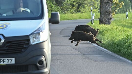 Wildschweine Wildschweine