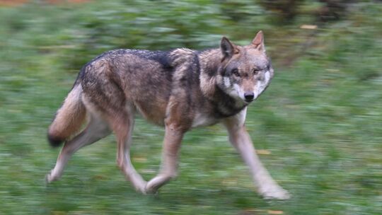 Das Symbolbild eines Wolfes in seinem Gehege im Wildpark Eekholt. Bei Oberreidenbach hat ein Mann nach seiner Einschätzung einem Das Symbolbild eines Wolfes in seinem Gehege im Wildpark Eekholt. Bei Oberreidenbach hat ein Mann nach seiner Einschätzung einem