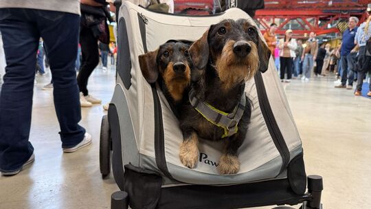 Hundemesse «DogWorld» mit Dackelrennen Hundemesse «DogWorld» mit Dackelrennen