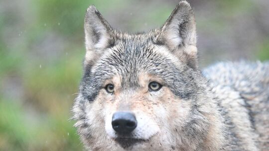 Vor Kurzem wurde laut einem Bürger ein Wolf in Oberreidenbach gesichtet. Das sorgt im Ort und der Umgebung für Unruhe. Ist es de