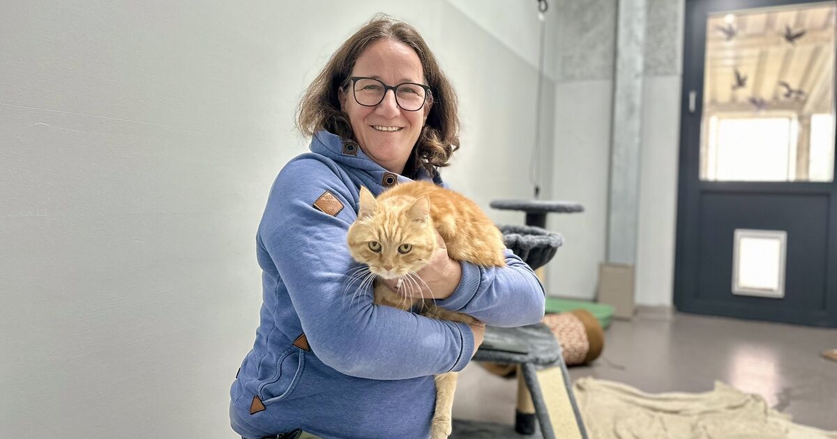 Animal shelter needs donations: Mauzi is the big worry in the cat house
