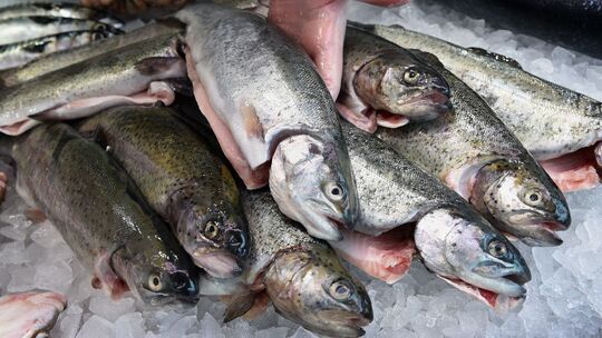 Forellen