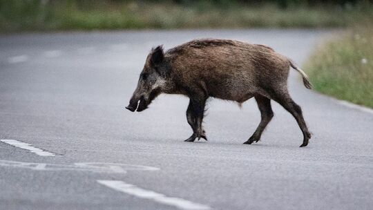 Wildschwein auf Straße Wildschwein auf Straße