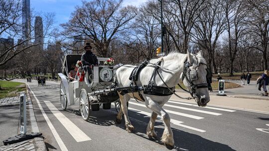 Aus für die Pferdekutschen im New Yorker Central Park