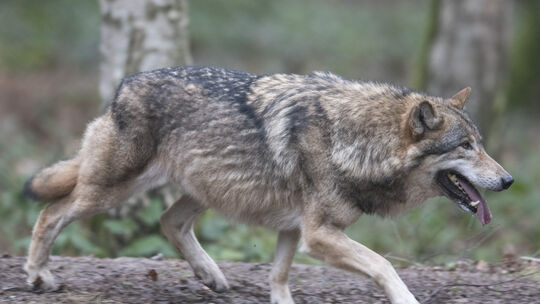 Der Wolfsrüde GW4433m (hier ein Symbolfoto eines Wolfs) hatte Anfang des Jahres für Unruhe gesorgt. Vor Kurzem wurde ein Wolf in