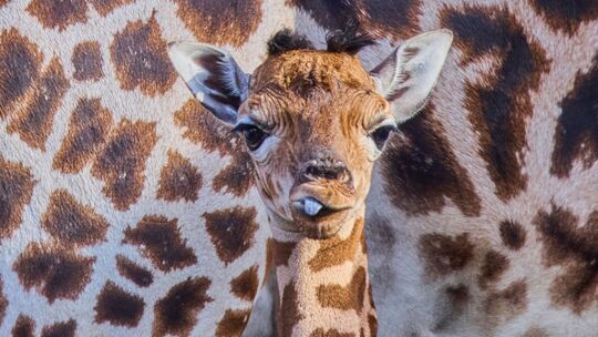 Giraffennachwuchs im Zoo