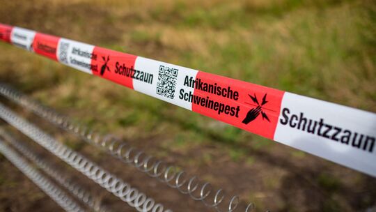 Um ein Übergreifen der Afrikanischen Schweinepest (ASP) auf das AK-Land zu verhindern, gibt der Kreis zusätzliches Geld aus.