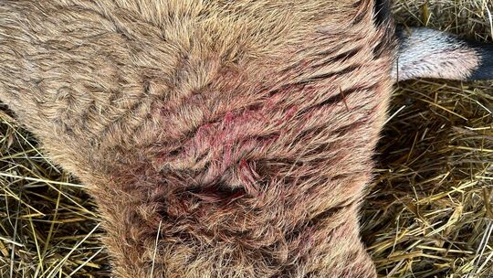 Verletztes Mutterschaf in Herren-Sulzbach: DNA-Analyse soll klären, ob ein Wolf verantwortlich ist.